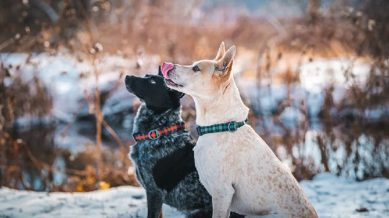   . **Dog bathing brush massage**Lumberpup™ Emily Everyday Collar